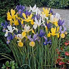 50 Iris hollandica Mix lökar related pic