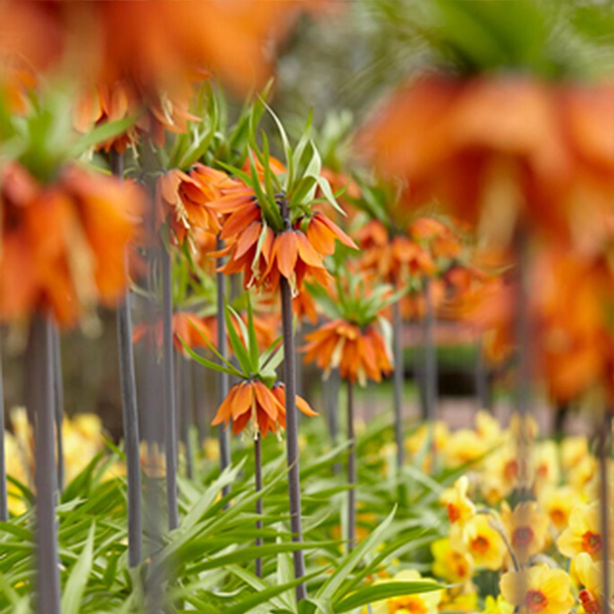 2 Bulbos de Fritillaria Orange Beauty