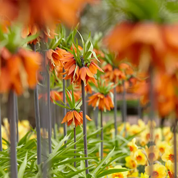 2 cibule Fritillaria Orange Beauty