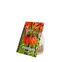 2 Bulbos de Fritillaria Orange Beauty