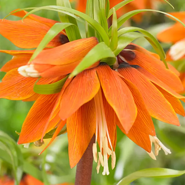 2 cibule Fritillaria Orange Beauty