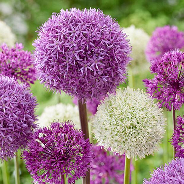 15 Bulbos de Allium Purple Sensation