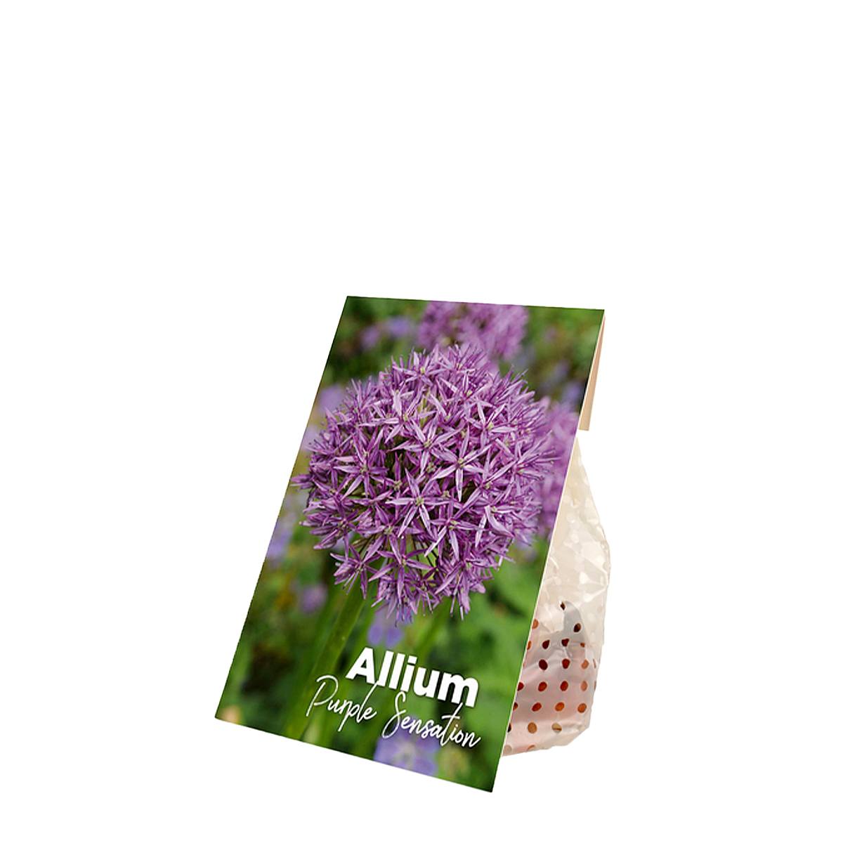 15 cibulí Allium Purple Sensation