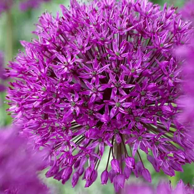 15 løg af Allium Purple Sensation