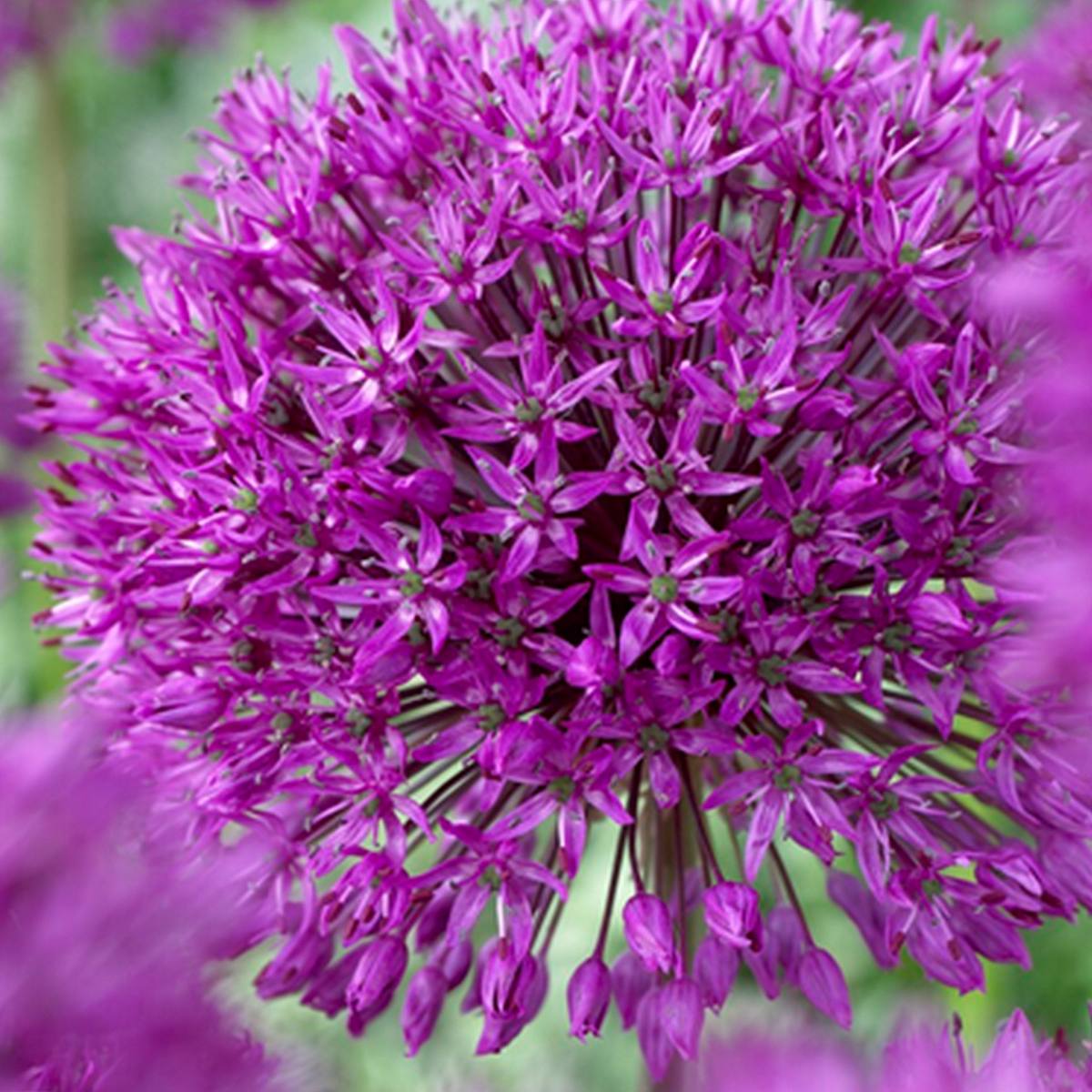 15 cibulí Allium Purple Sensation