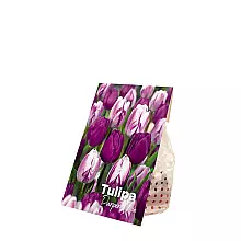 20 Tulip bulbs Purper Mix