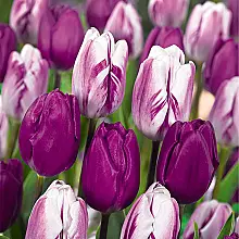 20 Tulip bulbs Purper Mix