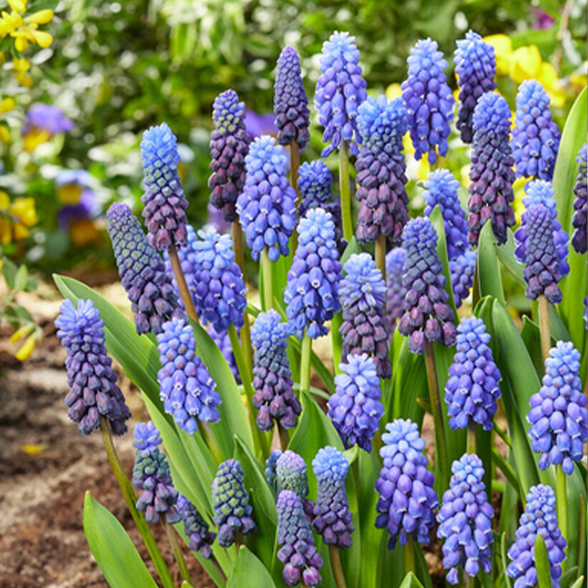 50 Zwiebeln Muscari Armeniacum