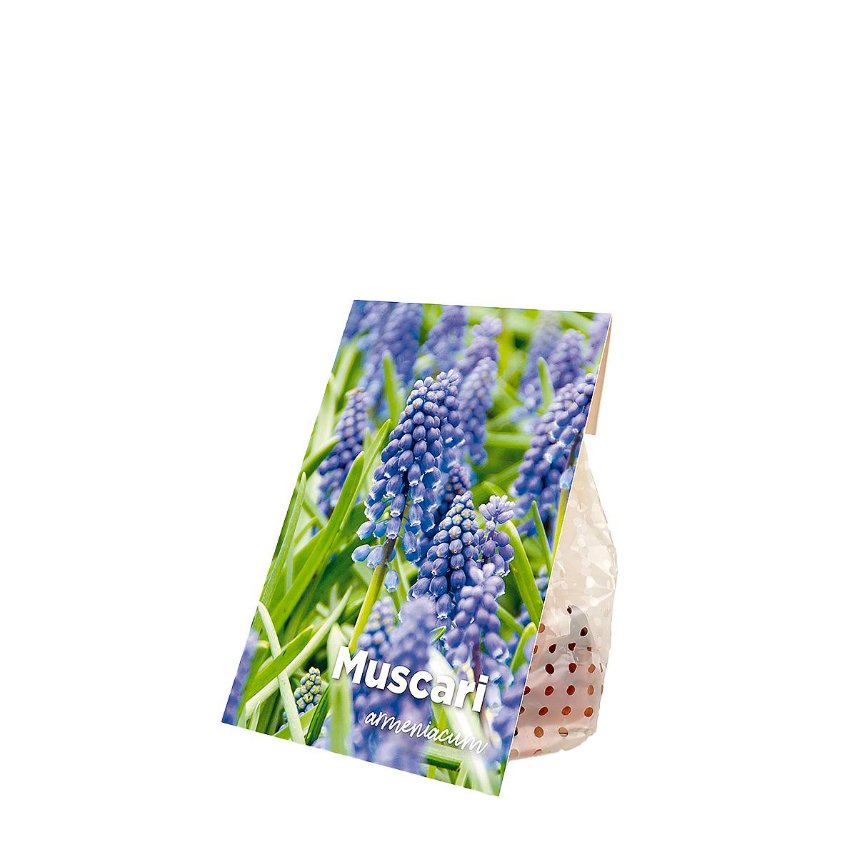 50 Zwiebeln Muscari Armeniacum