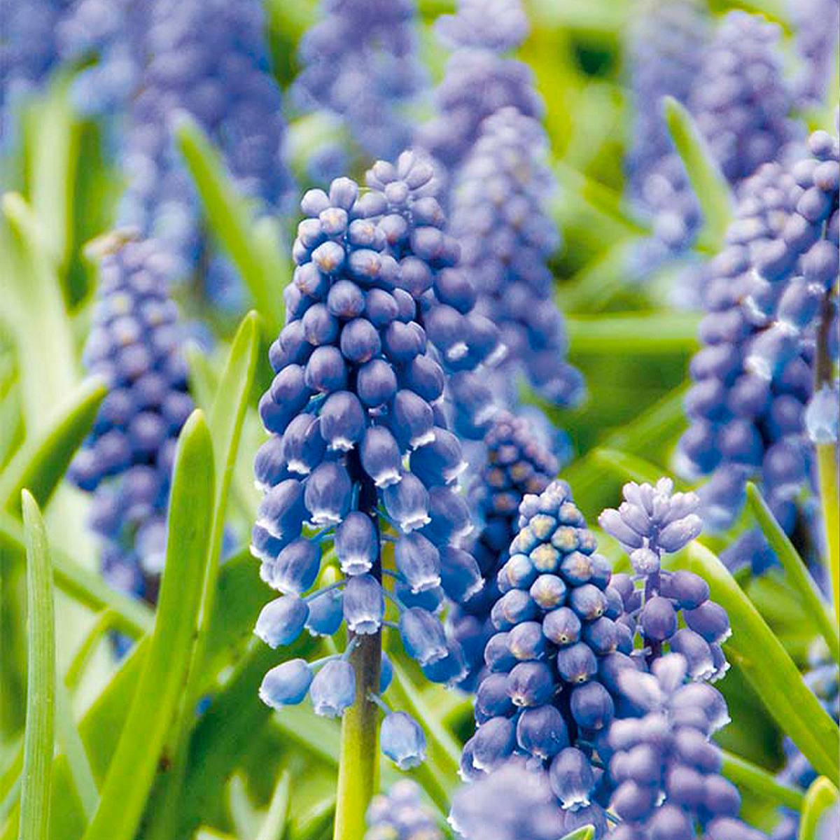 50 Zwiebeln Muscari Armeniacum