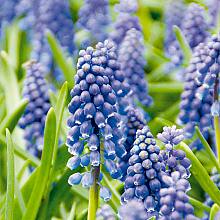 50 Zwiebeln Muscari Armeniacum