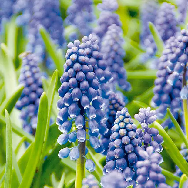 50 cibulí Muscari Armeniacum