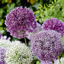 15 bulbi di Allium Fantasia Mi... related pic