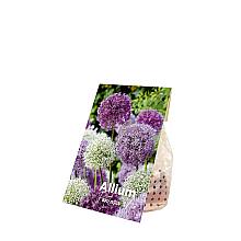 15 cibulí Allium Fantasia Mix