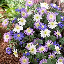 50 Bulbi di Anemone blanda Mix related pic