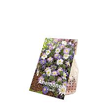 50 løg af Anemone blanda Mix