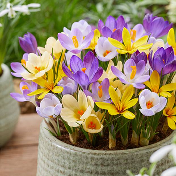 40 Bulbs of Crocus largeflowering Mix