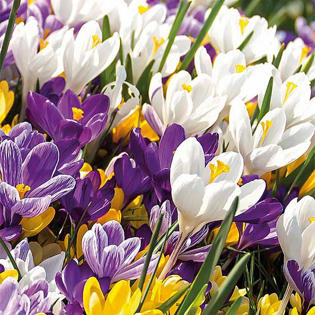 40 løg af Crocus largeflowering Mix