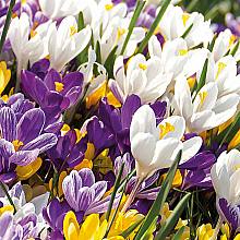 40 Bollen Crocus grootbloemig Mix