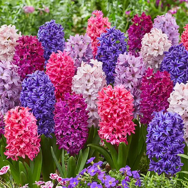 10 bolbos de Hyacinthus Mix