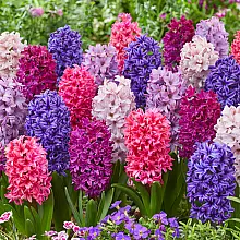 10 bulbes Hyacinthus Mix related pic