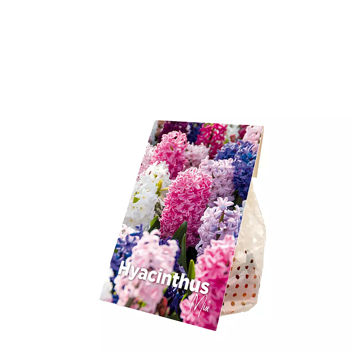 10 Hyacinthus Mix lökar