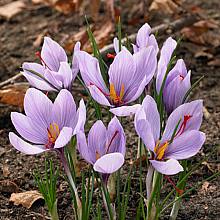 40 Bulbs of Crocus sativus related pic