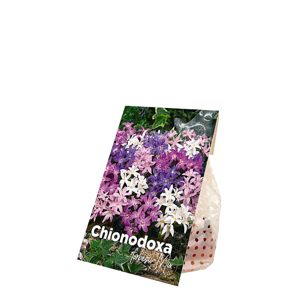 50 cebulek Chionodoxa Forbesii Mix