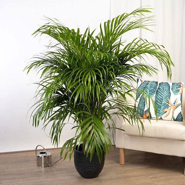 Areca-palm - luftrenare