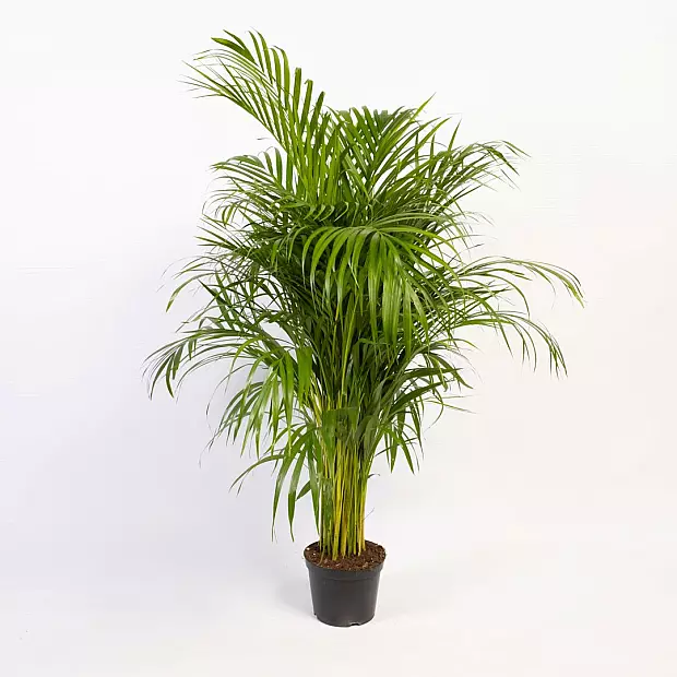 Areca Palm - Air Purifier