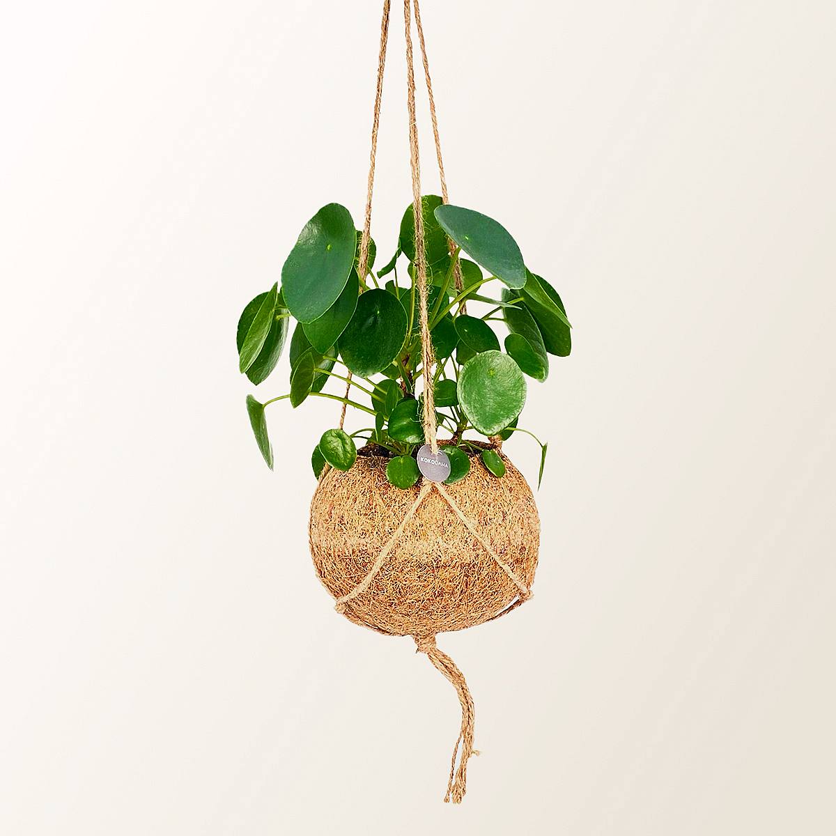 Pilea Peperomioides Kokedama