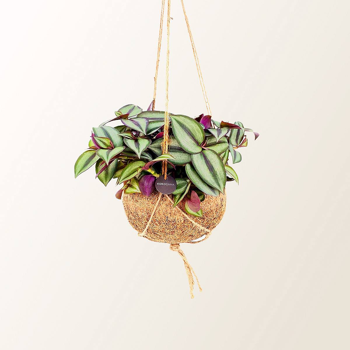 Tradescantia Zebrina Kokedama