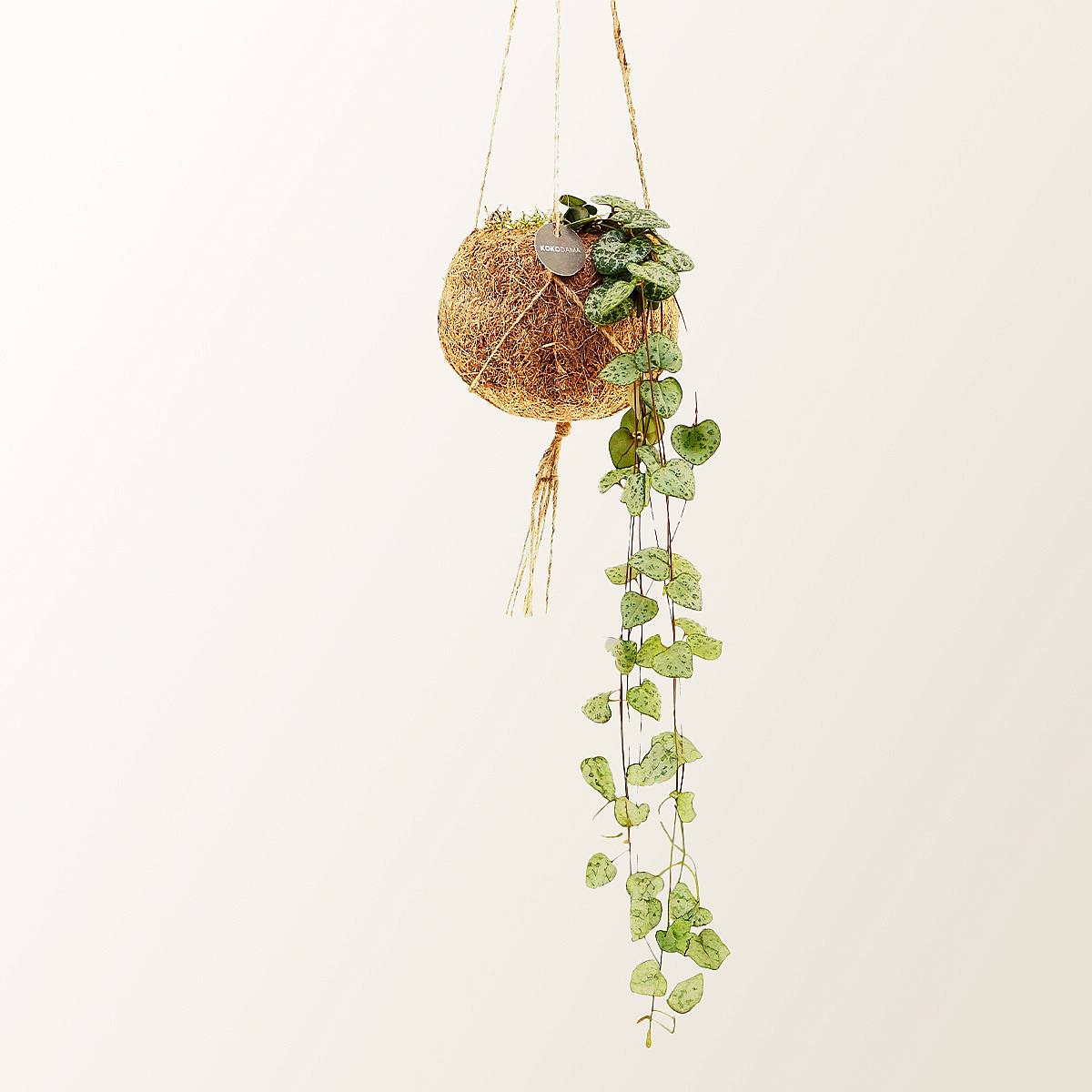 Ceropegia Woodii Kokedama