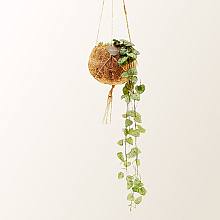 Ceropegia Woodii Kokedama related pic