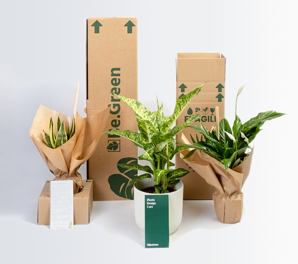Plant in a Box - Kentia Palmier - Howea Forsteriana - Plante verte  interieur vivante - Purifiante - Pot 18cm - Hauteur 90-100cm : :  Jardin